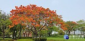 把握花期賞花　嘉縣表藝中心鳳凰花開