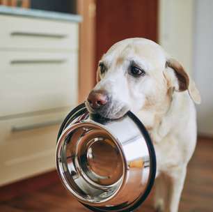 Qual o melhor horário para oferecer a ração para cachorro? Parece que a Ciência tem algumas respostas