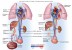 Blood Circulation: Fetus versus Newborn