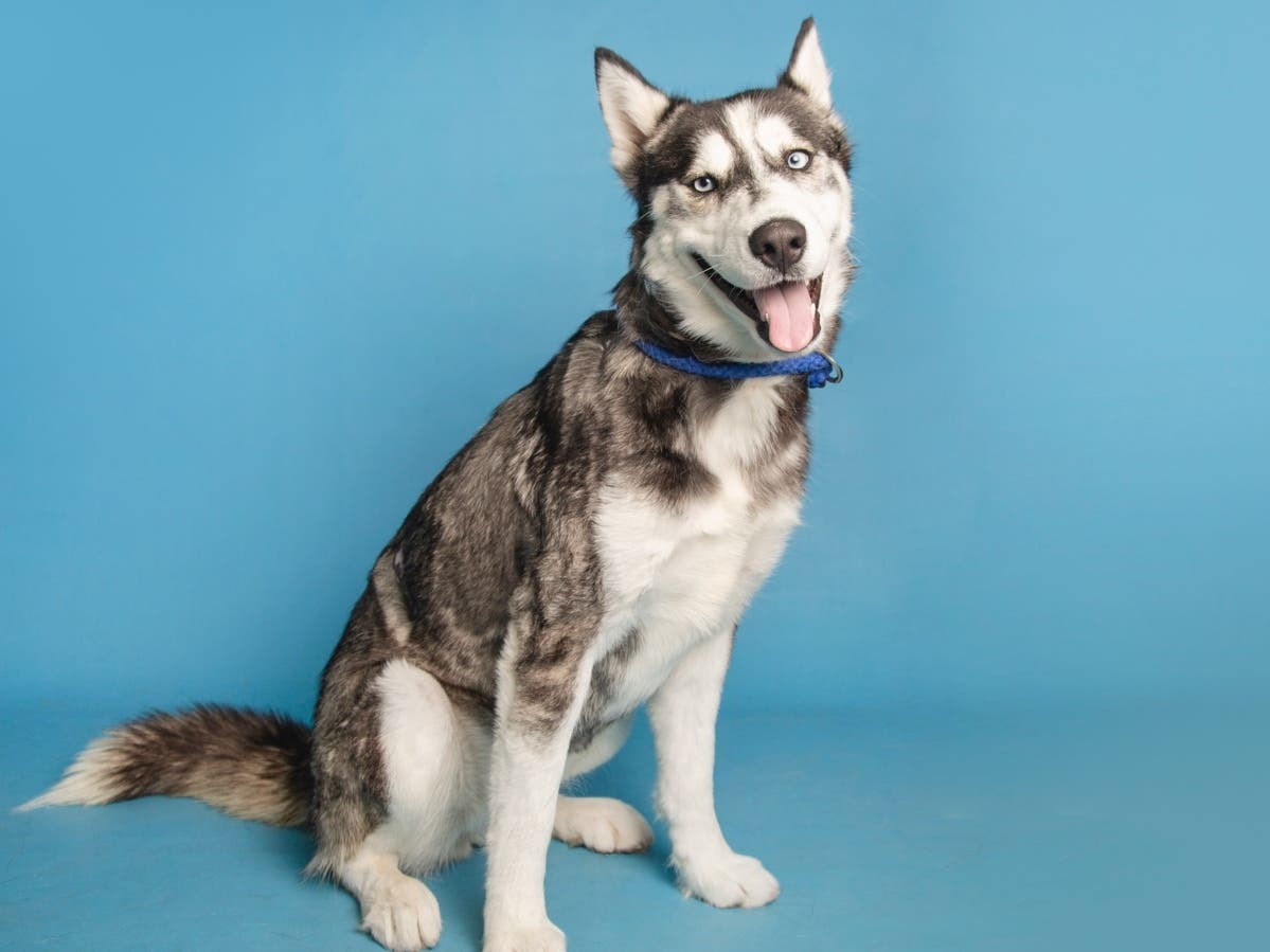 Burned Dog Recovers, Is Ready For Adoption: Meet Hera The Husky