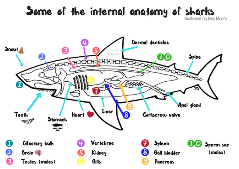 Whale Shark Anatomy