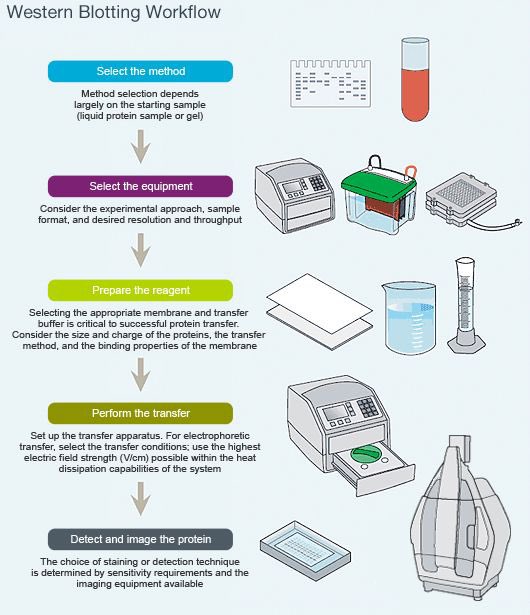 💡تقنية الويسترن بلوت أو الـWestern Blot تعتبر من أهم التقنيات الحيوية ...