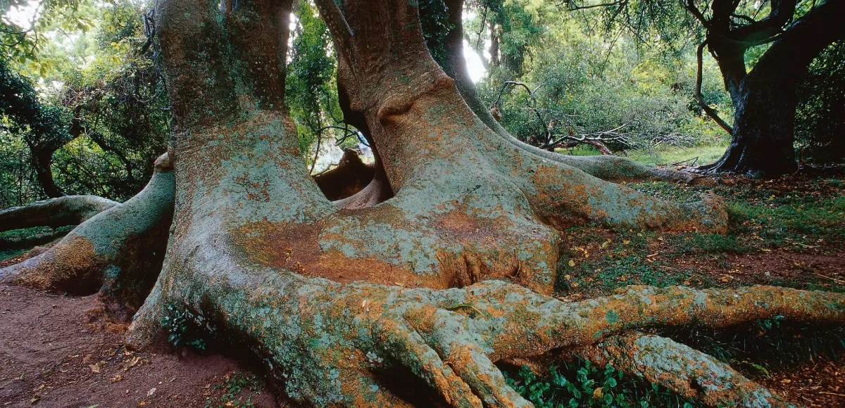 arbol ombú