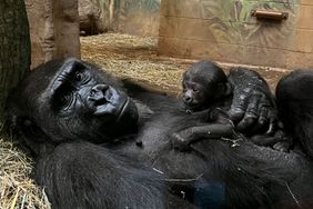 Columbus Zoo Welcomes Critically Endangered Gorilla Baby