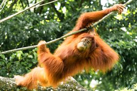 Stock photo of an Orangutan 