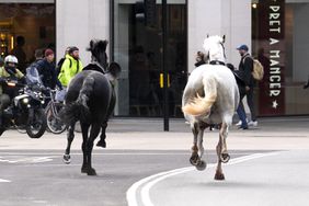 Two horses on the loose bolt through the streets of London near Aldwych. Picture date: Wednesday April 24, 2024.