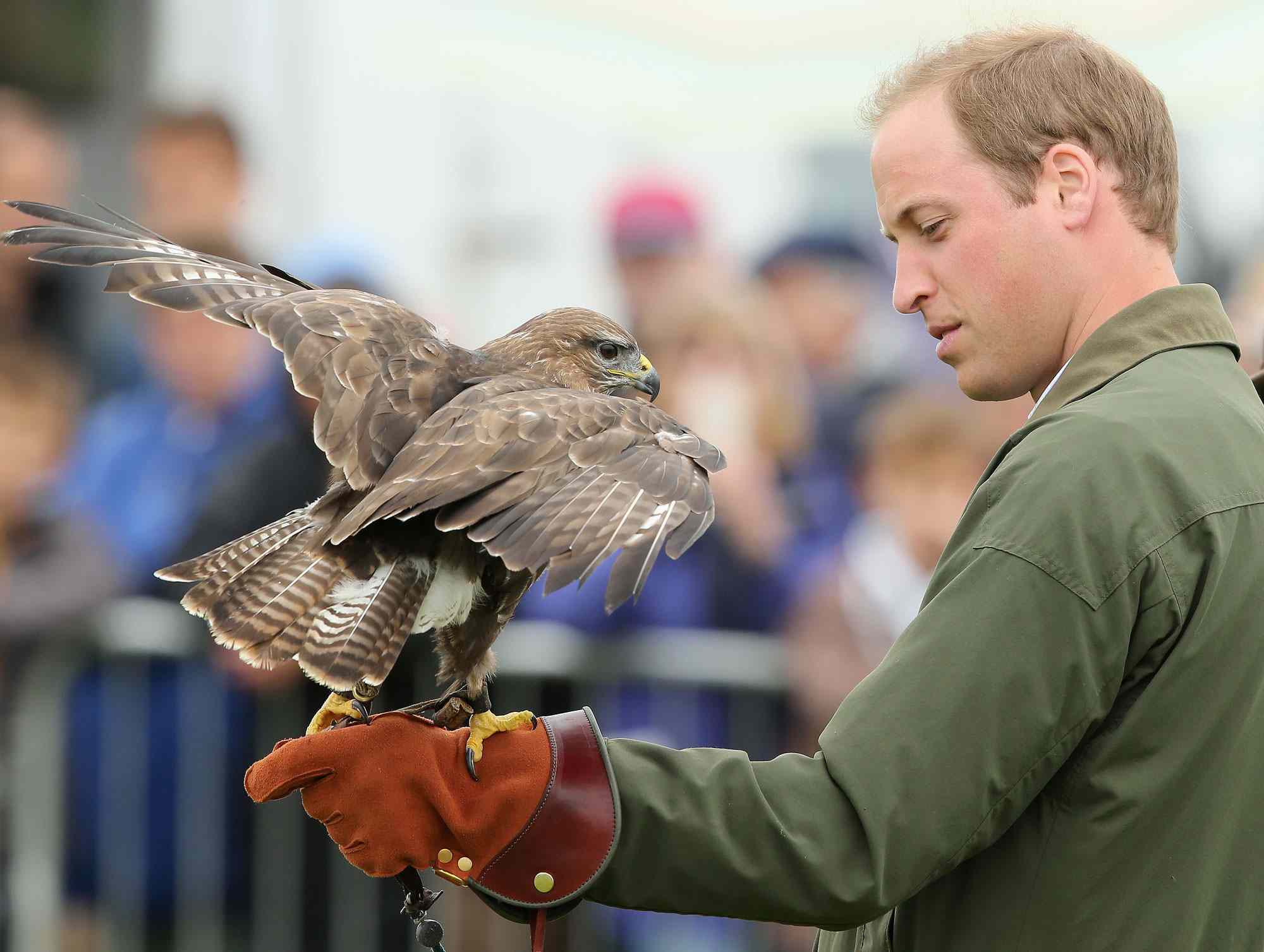 Prince William, Duke of Cambridge holds a bird of prey during his visit at Anglesey agricultural show on his first official engagement since the birth of his son Prince George of Cambridge last month at Anglesey Showground on August 14, 2013 in Bangor, Wales. Prince William had two weeks parental leave from work as a RAF rescue helicopter pilot in Anglesey.