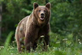 Large Carpathian brown bear predator portrait, while looking in the camera in natural environment in the woods of Romania Europe, with green background.