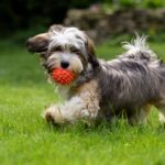 Playful havanese puppy dog walking with a red ball