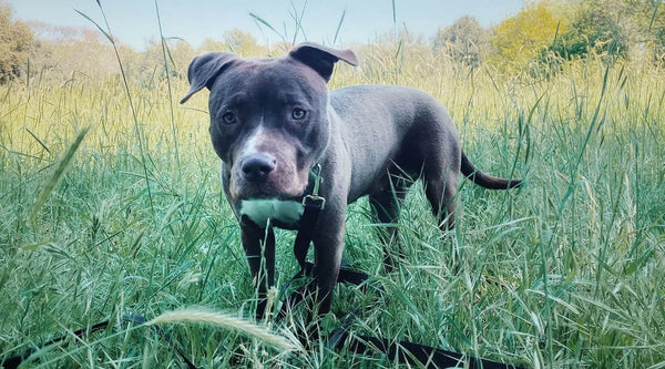 bluse nose pitbull