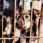 dog cruelty statistics