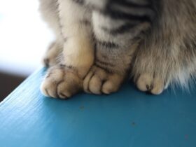 cat declawing statistics