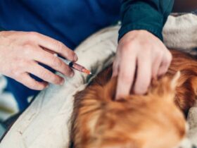 Small dog receives vaccination during medical exam