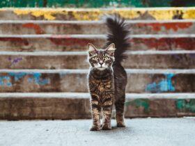 homeless cat statistics