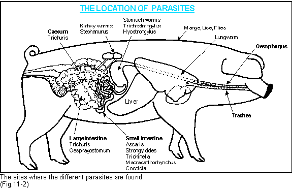 [DIAGRAM] Digestive System Of A Pig Labelled Diagram - MYDIAGRAM.ONLINE