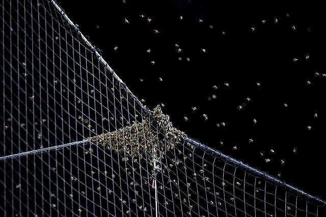 A swarm of bees gather on the net behind home plate.