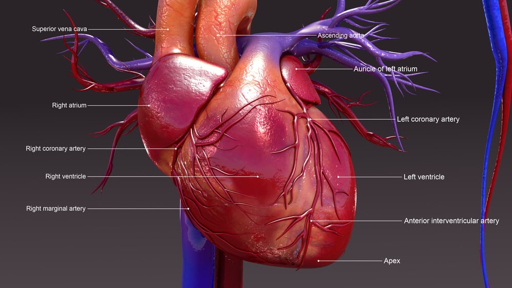 Conduction System of the Heart