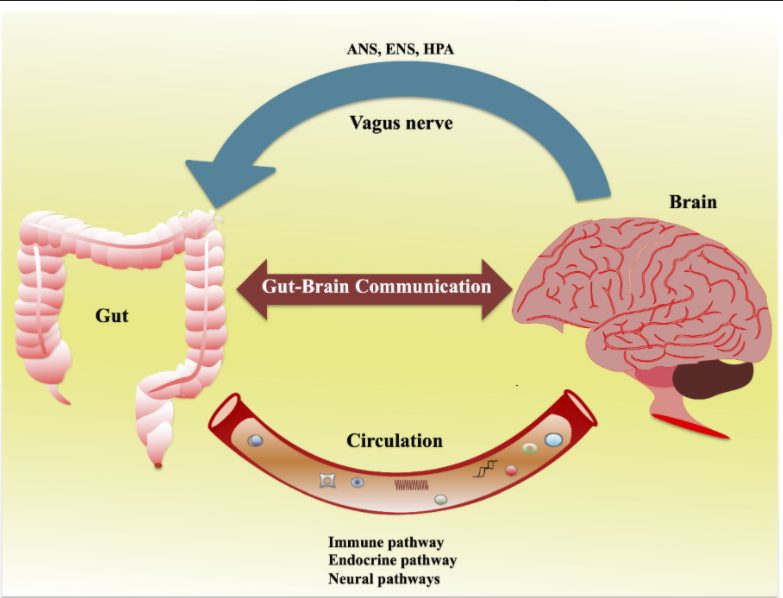 Gut health depends on gut microbiomes