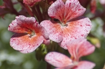 Geranium 