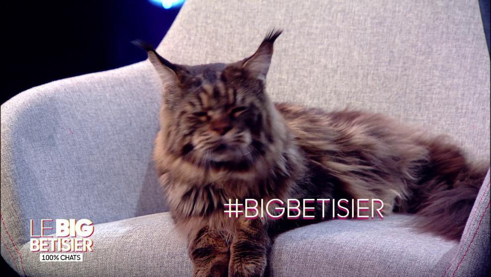 Le big bêtisier 100 % chats