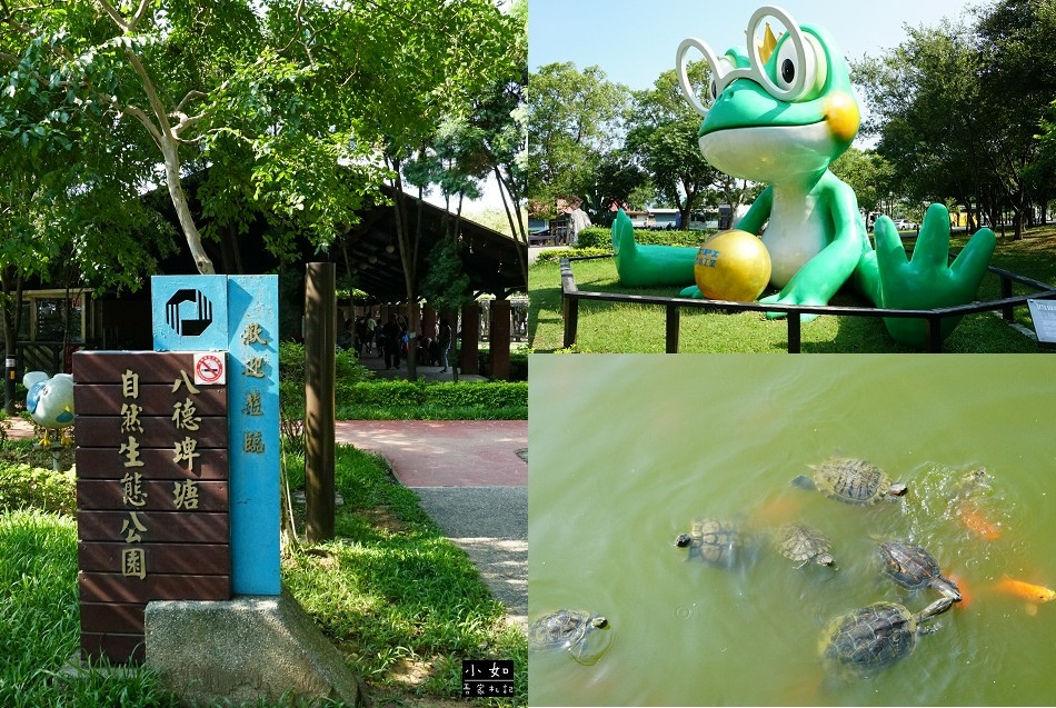 【八德景點】八德埤塘生態公園,餵魚餵烏龜,超欠拍大青蛙,悠閒