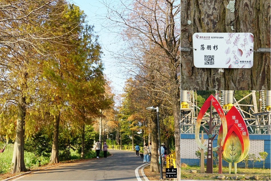 【大溪景點】落羽松大道,沿路散步欣賞落羽松之美,可愛落羽松公