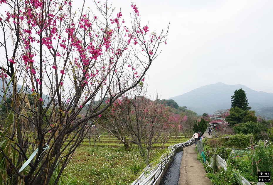 【北投步道】十八份水圳步道,沿路水圳聲伴陪,深山裡的楓香觀景