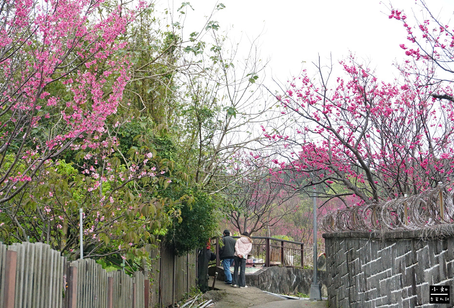 【北投步道】十八份水圳步道,沿路水圳聲伴陪,深山裡的楓香觀景