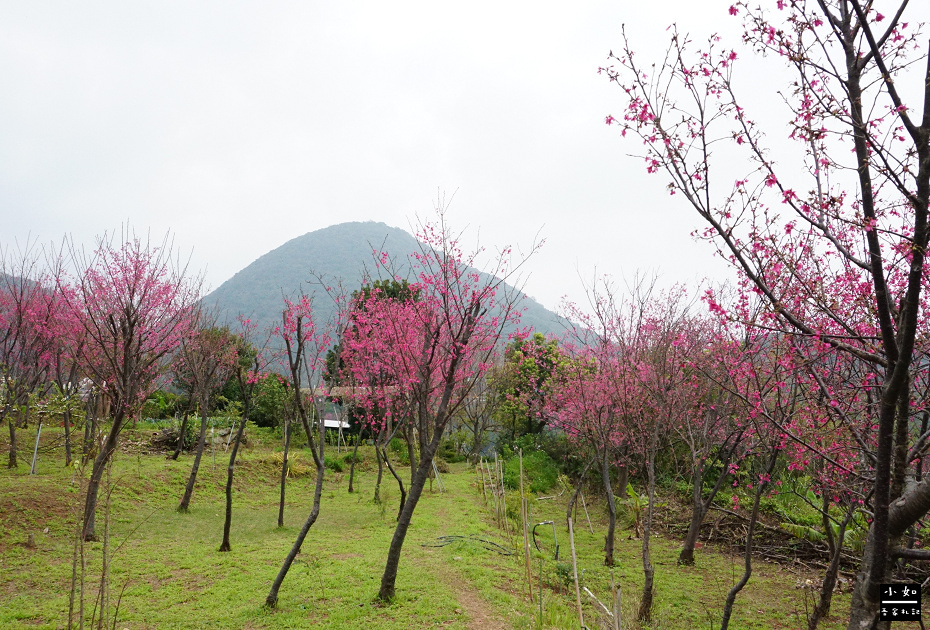 【北投步道】十八份水圳步道,沿路水圳聲伴陪,深山裡的楓香觀景