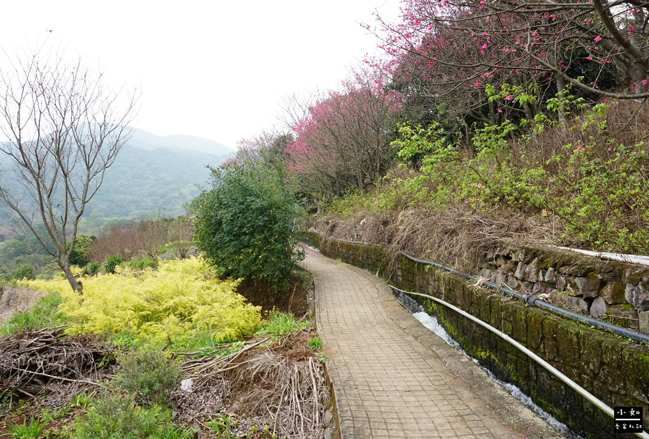 【北投步道】十八份水圳步道,沿路水圳聲伴陪,深山裡的楓香觀景