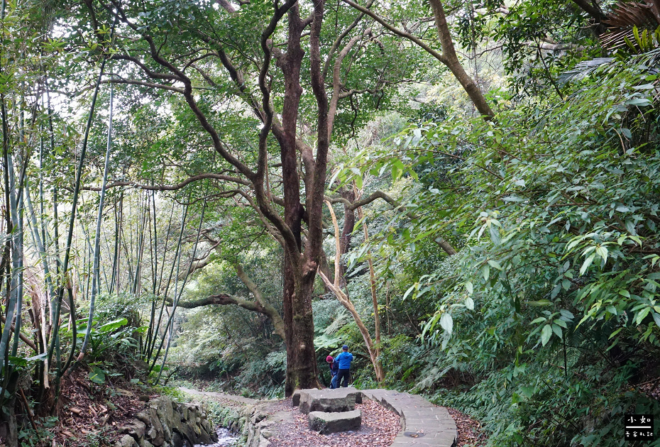 【北投步道】十八份水圳步道,沿路水圳聲伴陪,深山裡的楓香觀景