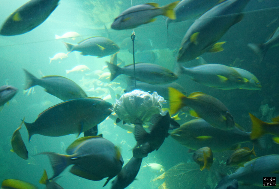 【澎湖白沙景點】2024澎湖水族館,觸摸池摸海星,精彩餵食秀