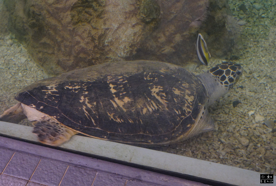 【澎湖白沙景點】2024澎湖水族館,觸摸池摸海星,精彩餵食秀