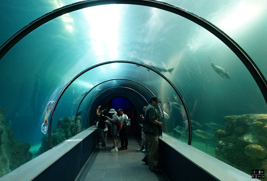 【澎湖白沙景點】2024澎湖水族館,觸摸池摸海星,精彩餵食秀