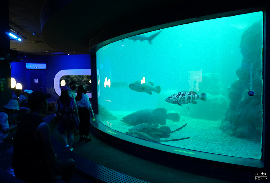 【澎湖白沙景點】2024澎湖水族館,觸摸池摸海星,精彩餵食秀