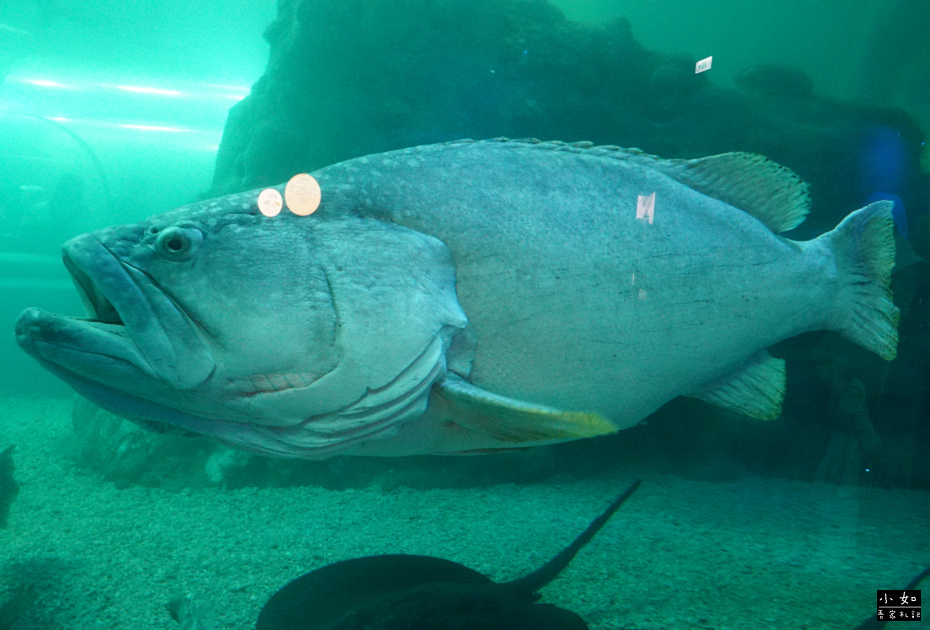 【澎湖白沙景點】2024澎湖水族館,觸摸池摸海星,精彩餵食秀