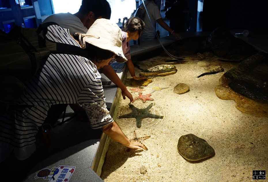 【澎湖白沙景點】2024澎湖水族館,觸摸池摸海星,精彩餵食秀