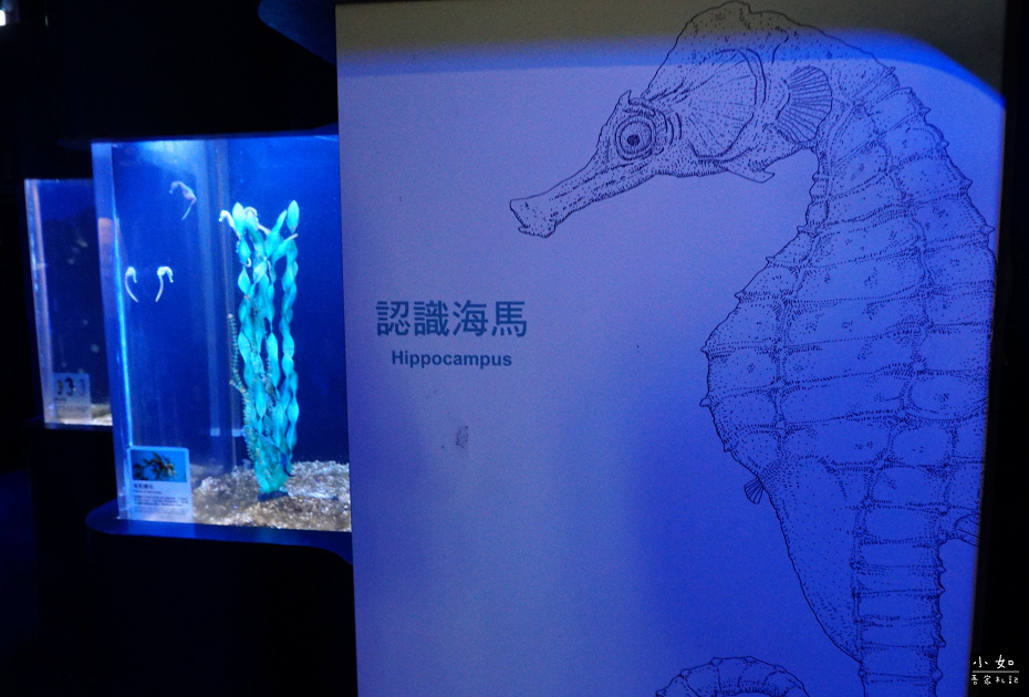 【澎湖白沙景點】2024澎湖水族館,觸摸池摸海星,精彩餵食秀