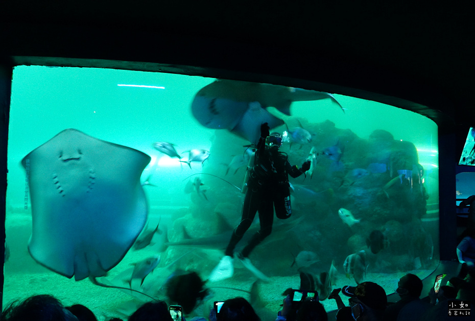 【澎湖白沙景點】2024澎湖水族館,觸摸池摸海星,精彩餵食秀