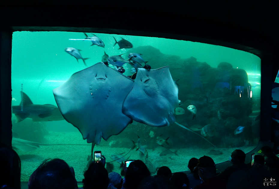 【澎湖白沙景點】2024澎湖水族館,觸摸池摸海星,精彩餵食秀