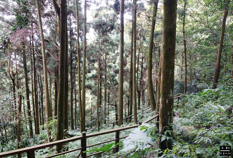 【關西景點】馬武督探索森林,經典綠光小學,來到13年前的回憶