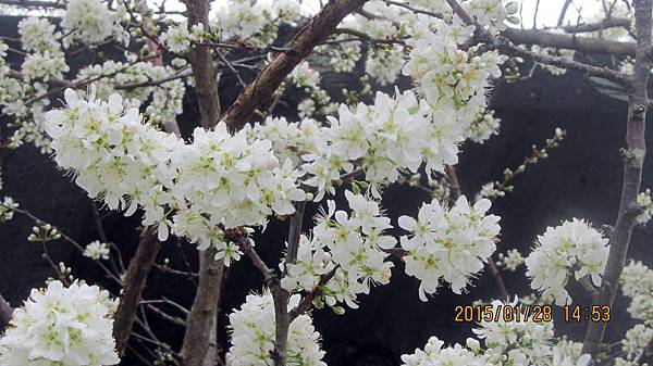 草坪頭－李花 (9).JPG