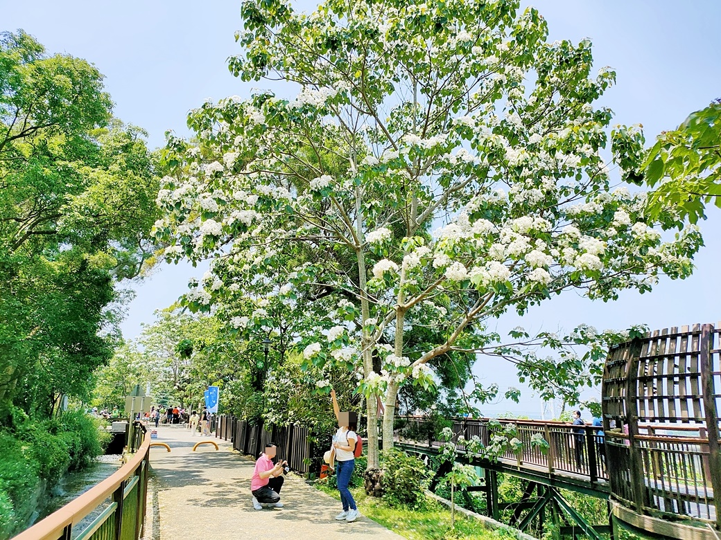 台中外埔一日遊｜水流東桐花步道 外埔彩繪稻田 黃金海芋田 星月大地 賞花美食景點一次滿足