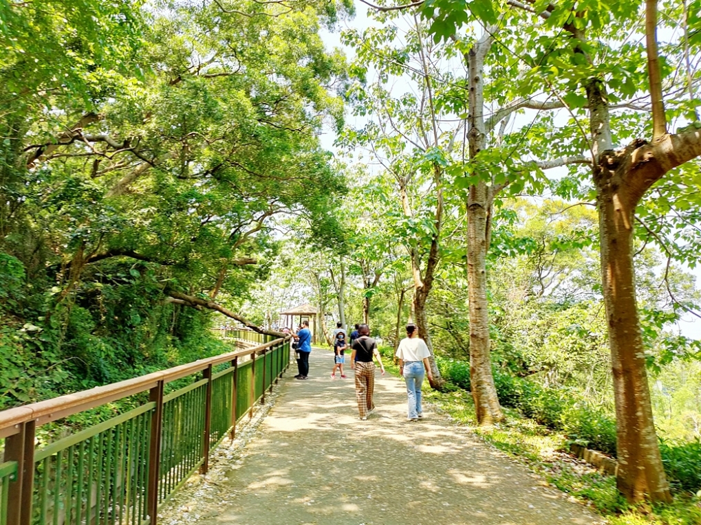 台中外埔一日遊｜水流東桐花步道 外埔彩繪稻田 黃金海芋田 星月大地 賞花美食景點一次滿足