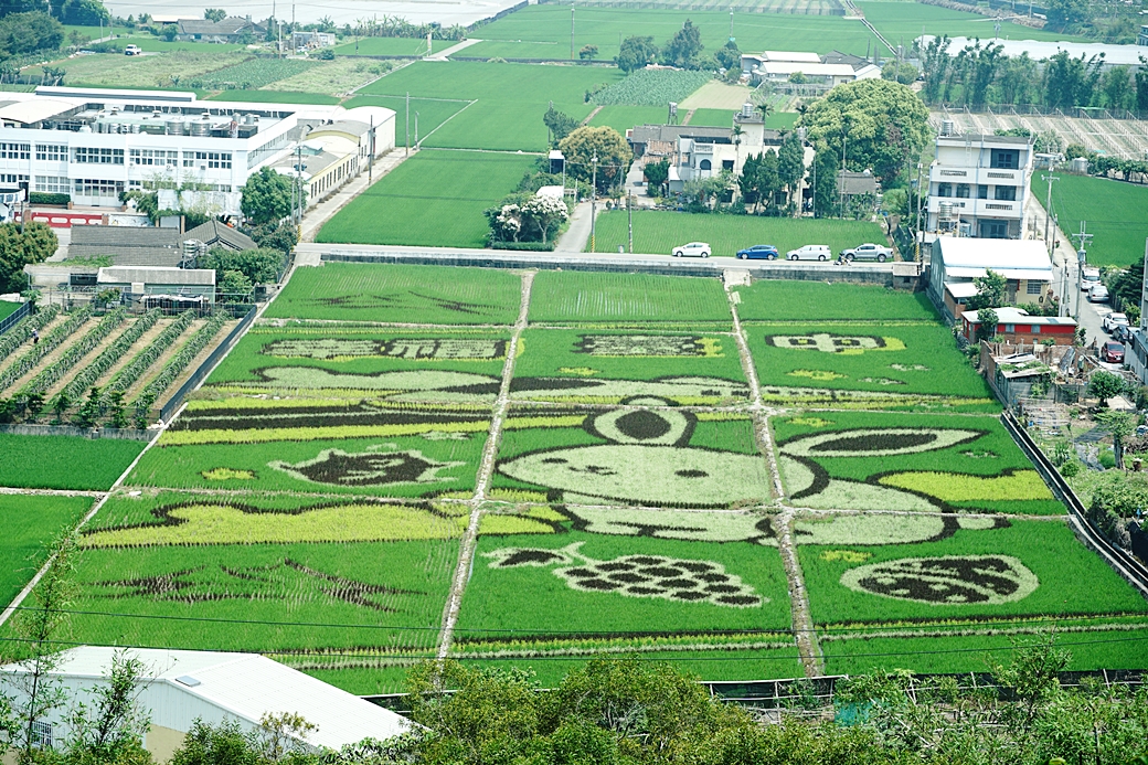 台中外埔一日遊｜水流東桐花步道 外埔彩繪稻田 黃金海芋田 星月大地 賞花美食景點一次滿足