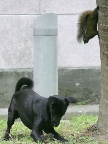 Mother Squirrel Saves Baby From Dog