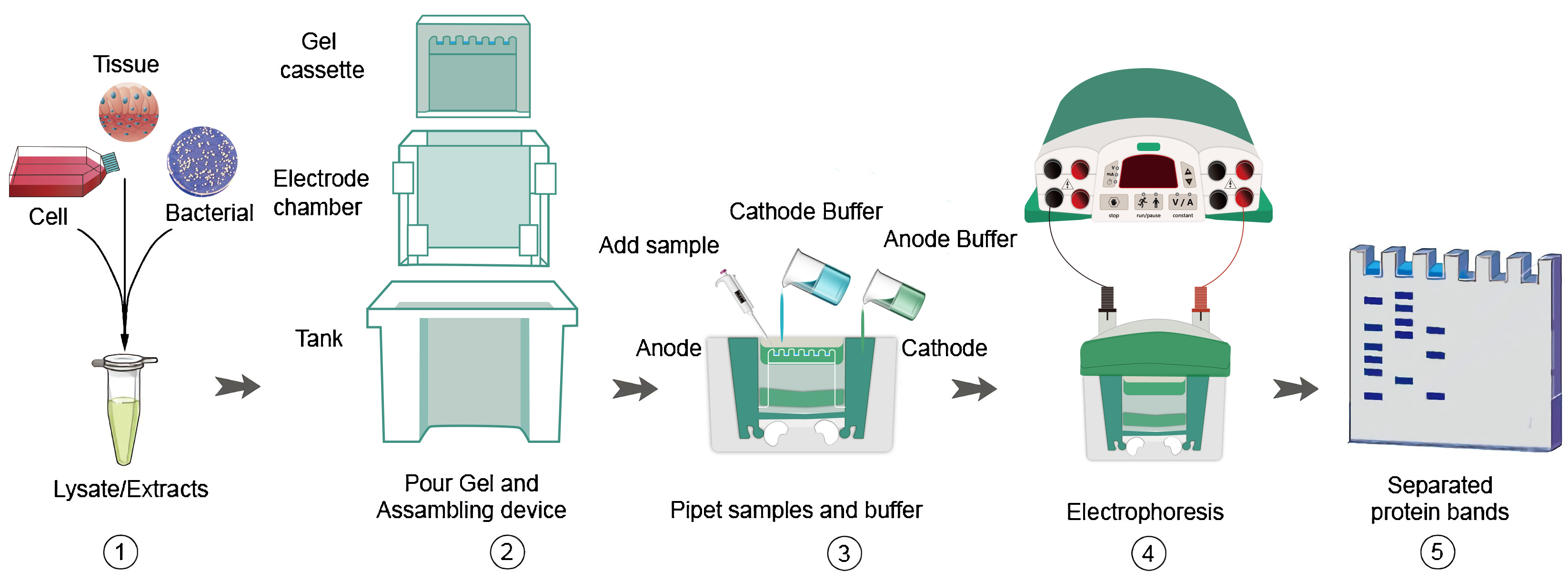 蛋白质印迹法（Western Blot）