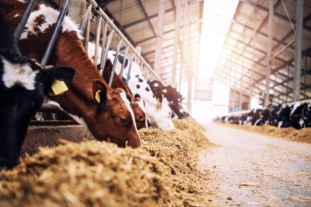 Cows eating hay in a factory farm