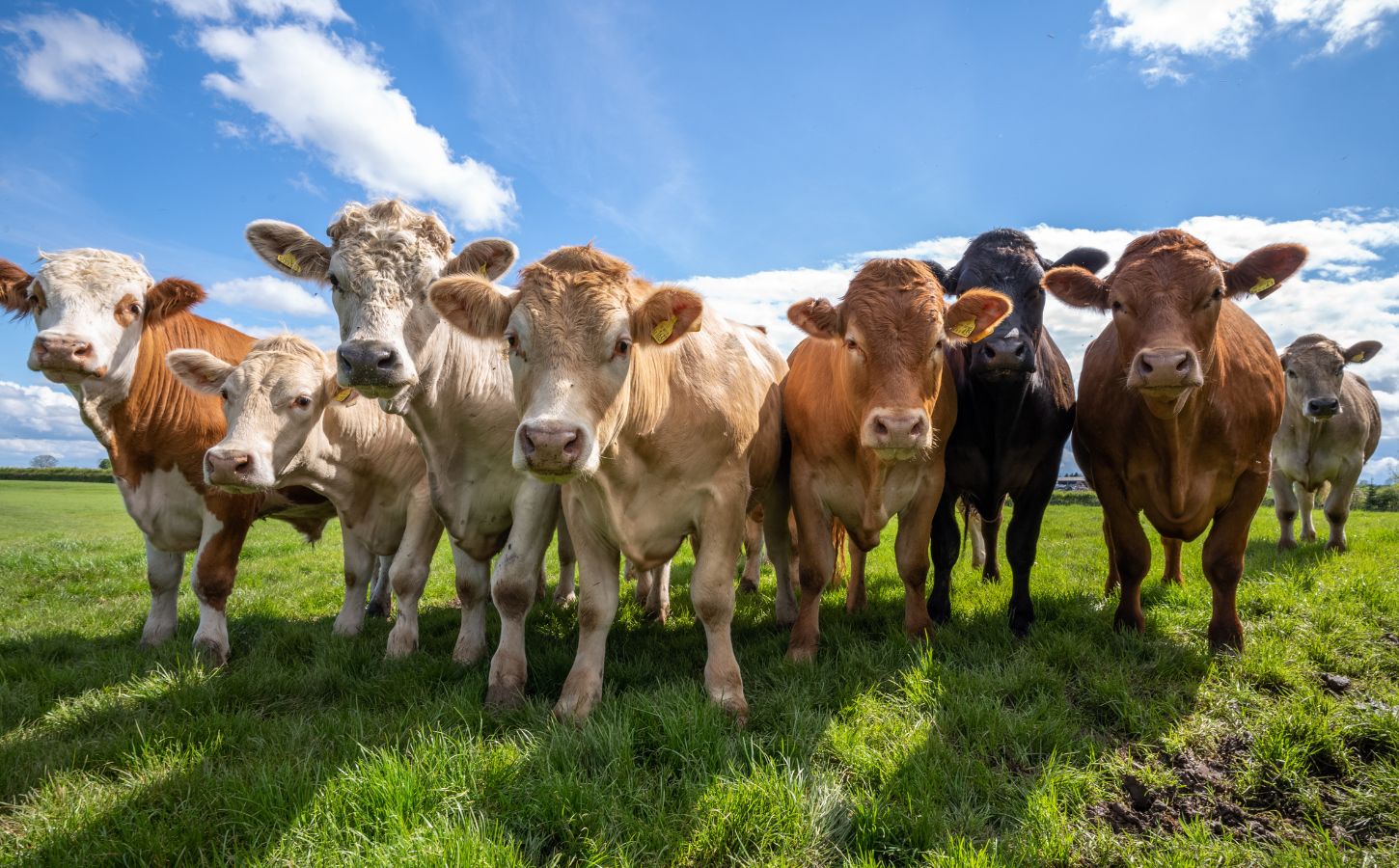 Photo shows a herd of cows lookint at the camera