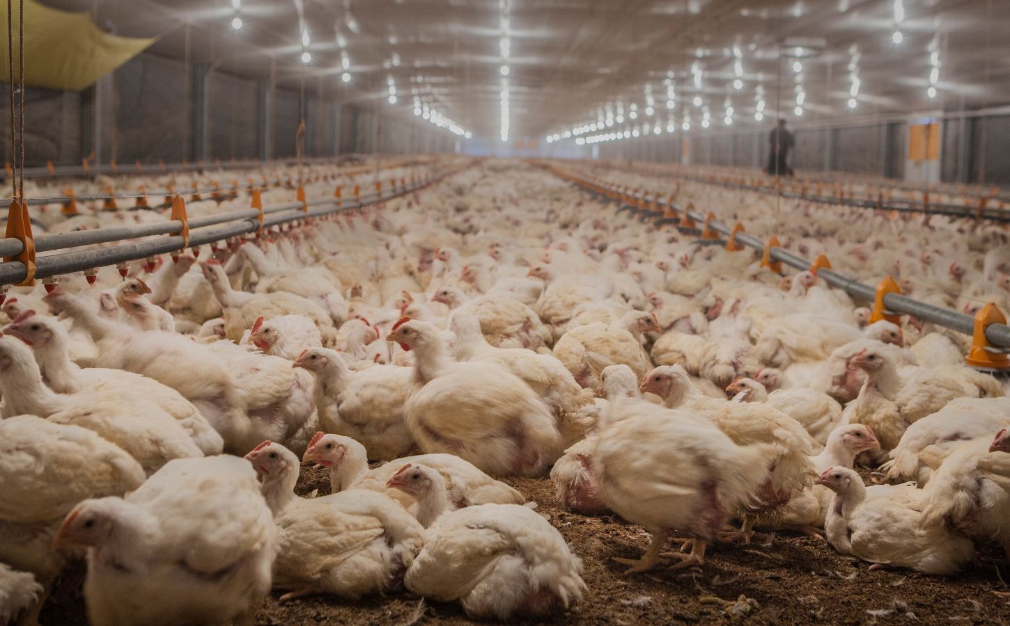 Photo shows thousands of factory-farmed chickens in a large barn